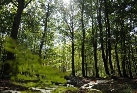 Waldbaden – Ein Trend aus Fernost für mehr Wohlbefinden