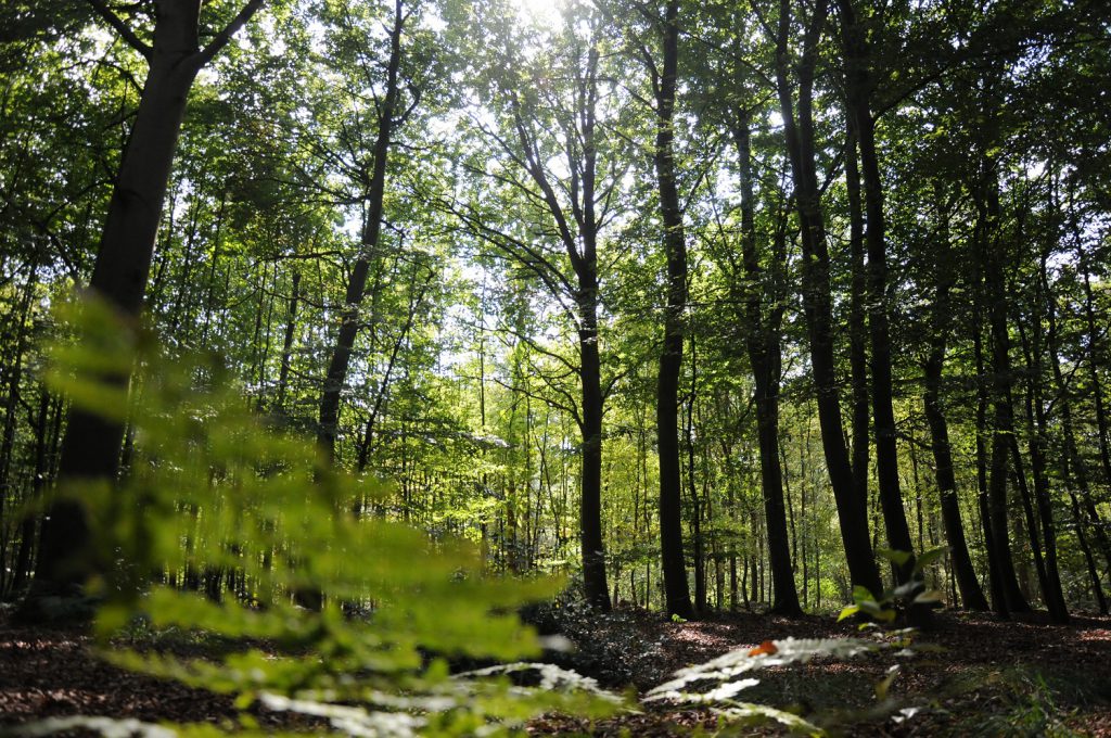 Es ist Herbst, die Wälder in der Region zeigen sich in allen Farben. Das Rascheln der Blätter in den Baumkronen, das Knacken kleiner Äste unter den Füßen und dazu das Tanzen der Sonnenstrahlen auf dem gut riechenden Waldboden, der jeden Schritt sanft abfedert – der heimische Wald kann eine Wellness-Oase sein. Ein neuer Trend, der ursprünglich aus Japan stammt, ist das Waldbaden. Was macht die Magie der Entschleunigung im Wald aus?